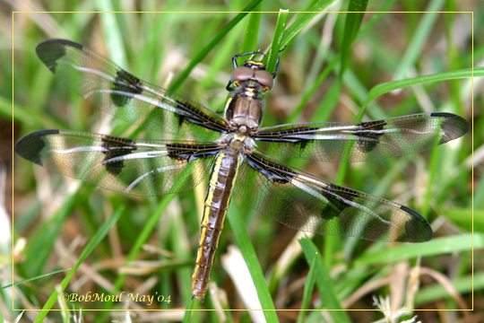 Twelve-Spotted Skimmer Female-Teneral