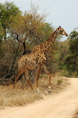 > Giraffes