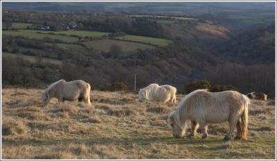 Dartmoor Ponies, Belstone Common