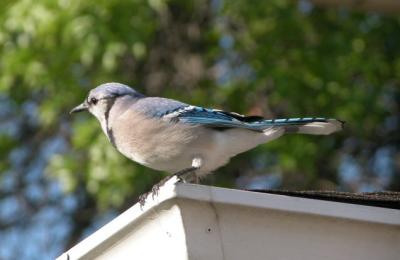 NoisyBird.jpg