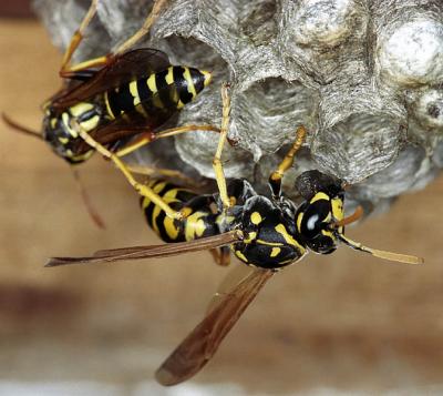 Shed Wasps 21, 4 July 2003