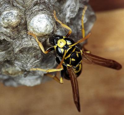 Shed Wasps 23, 4 July 2003