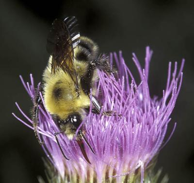 Bee In Purple Flower, August 2002 (4)