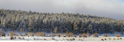 Elk Herd Panorama