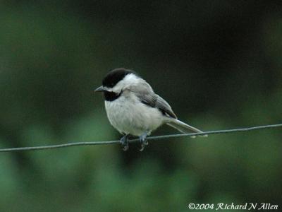 Chickadees & Titmice