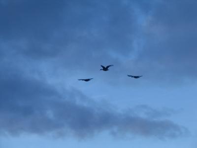 Canadian Geese at dusk