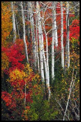 Autumn light #16