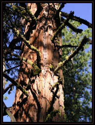 Giant Redwood P6176492.jpg
