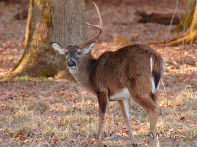 JPG CS One Antler Buck DSC_9838.jpg