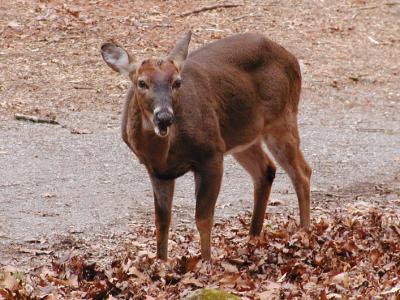 JPG CS Picnic Deer P2191229.jpg