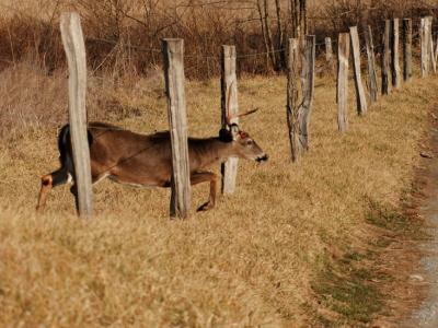 JPG CS One Antler Ducking DSC_9901.jpg