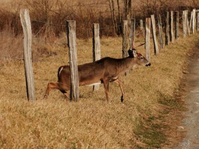 JPG CS One Antler Ducking2 DSC_9902.jpg