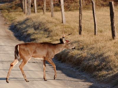 JPG CS One Antler Ducking3 DSC_9905.jpg