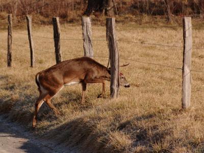 JPG CS One Antler Ducking 4 DSC_9907.jpg
