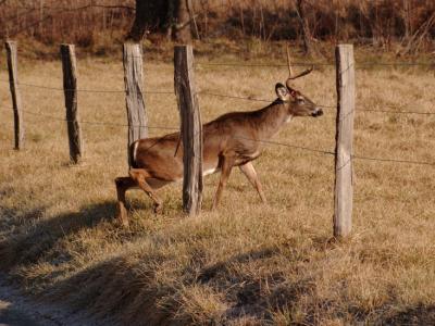 JPG CS One Antler Ducking5 DSC_9908.jpg