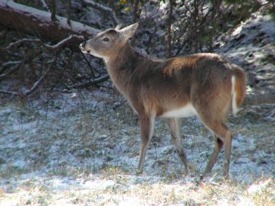 JPG CS2 Buck Antlerless P2111061.jpg