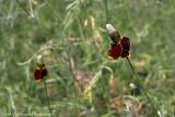 Prairie Coneflower