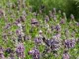 Horsemint Excites Butterflies