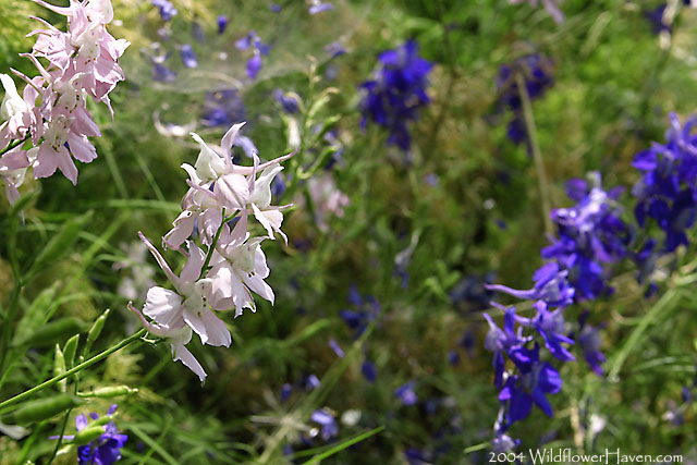 Prairie Larkspur