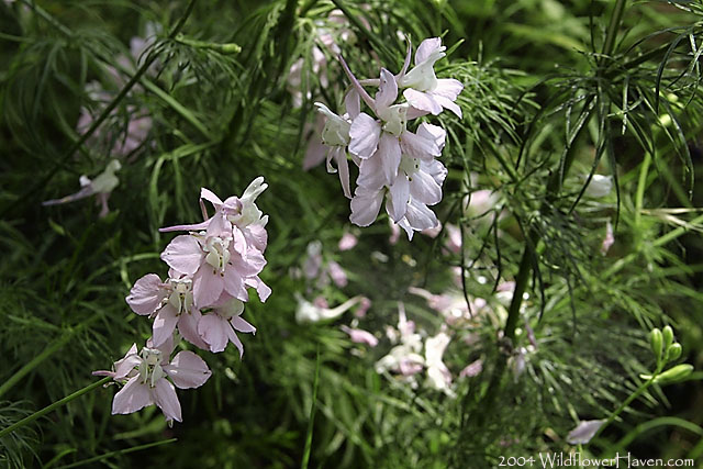 Prairie Larkspur
