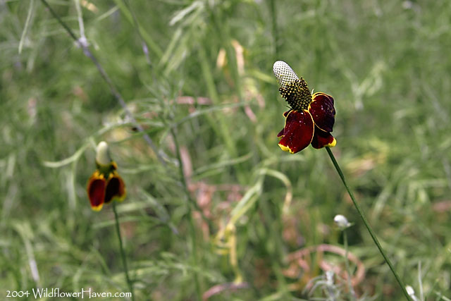 Prairie Coneflower