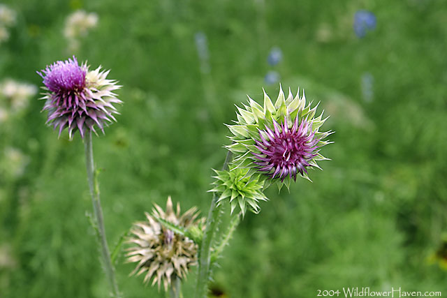 Texas Thistle