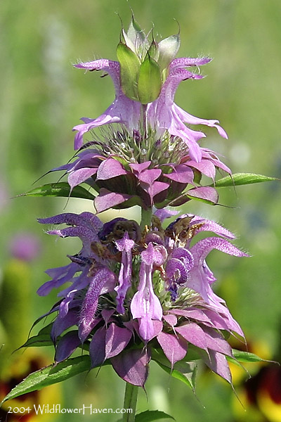Horsemint Close Up