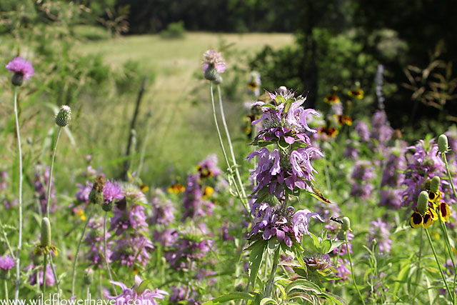 Horsemint Landscape