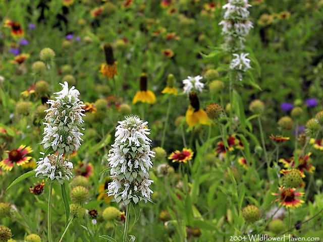 White Horsemint