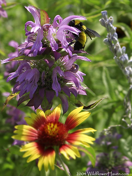 Favorite of Bees - Horsemint