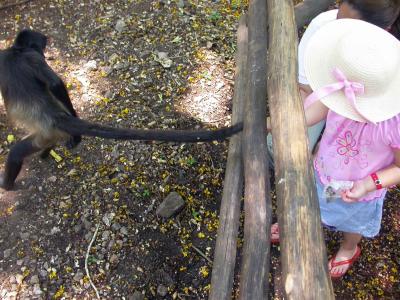 Spider-Monkey-reaching-for...