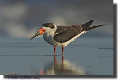 Black Skimmer