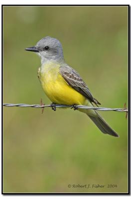 Couch's Kingbird