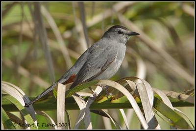 Grey Catbird