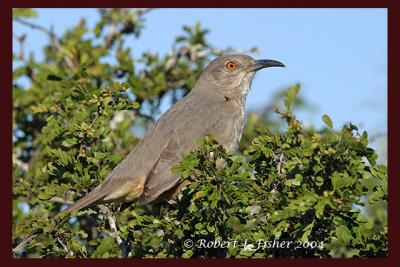 Cruve-billed Thrasher