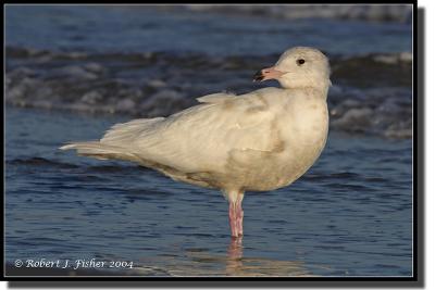 Glaucous Gull