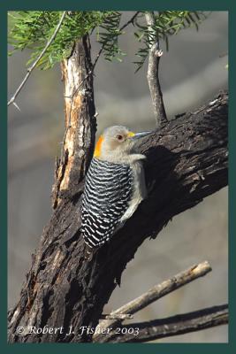 Gloden-fronted Woodpecker