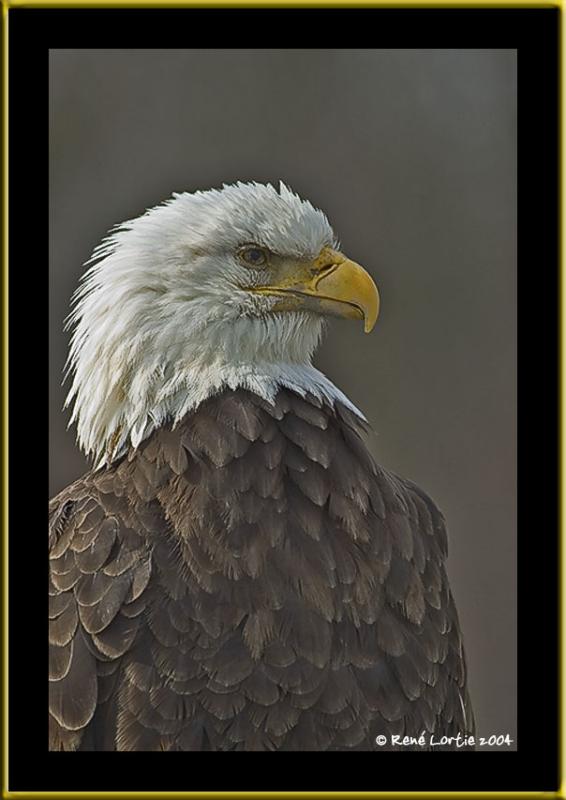 Aigle  tte blanche / Bald Eagle