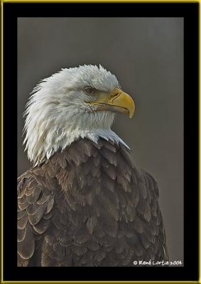 Aigle à tête blanche / Bald Eagle