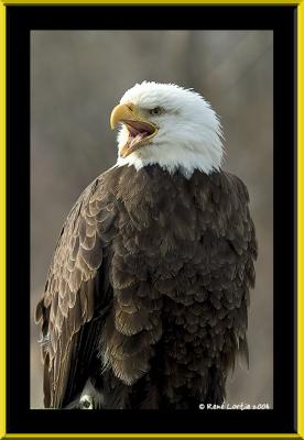 Pygargue à tête blanche / Bald Eagle