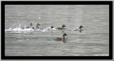 Eiders à duvet / Common Eider