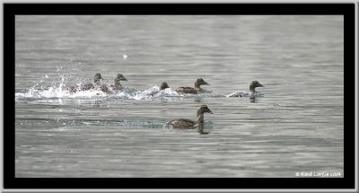 Eiders  duvet / Common Eider