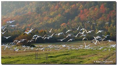 Oies des neiges / Snow Geese