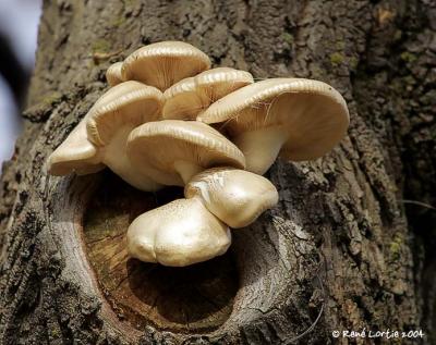 Champignons / Mushrooms