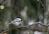 Msange / Chickadee