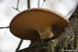 Champignon / Mushroom