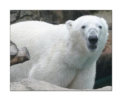 polar bear 3