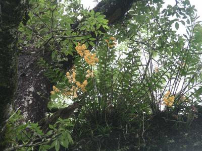Chitwan- Jungle Trek - Wild Orchids