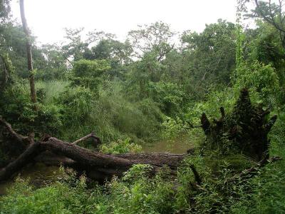 Chitwan- Jungle Trek