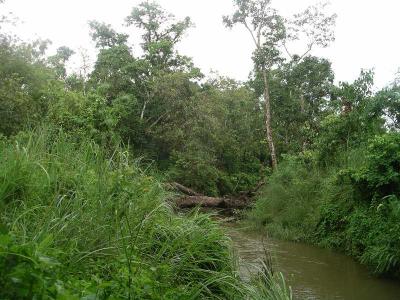 Chitwan- Jungle Trek - Foot Bridge